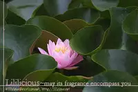 Yuri Hime Willdrose Vol. 03 Ch. 1+3-8 [English](Lililicious + Dynasty Scans]